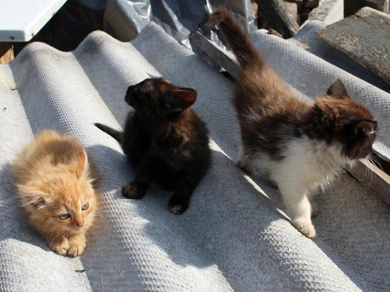 разноцветные котята сидят на крыше 