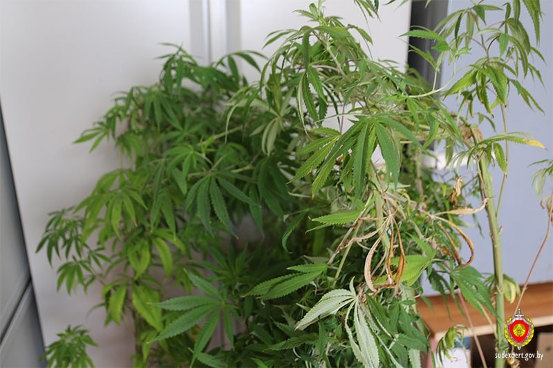 Кусты конопли. Фото: ГКСЭ