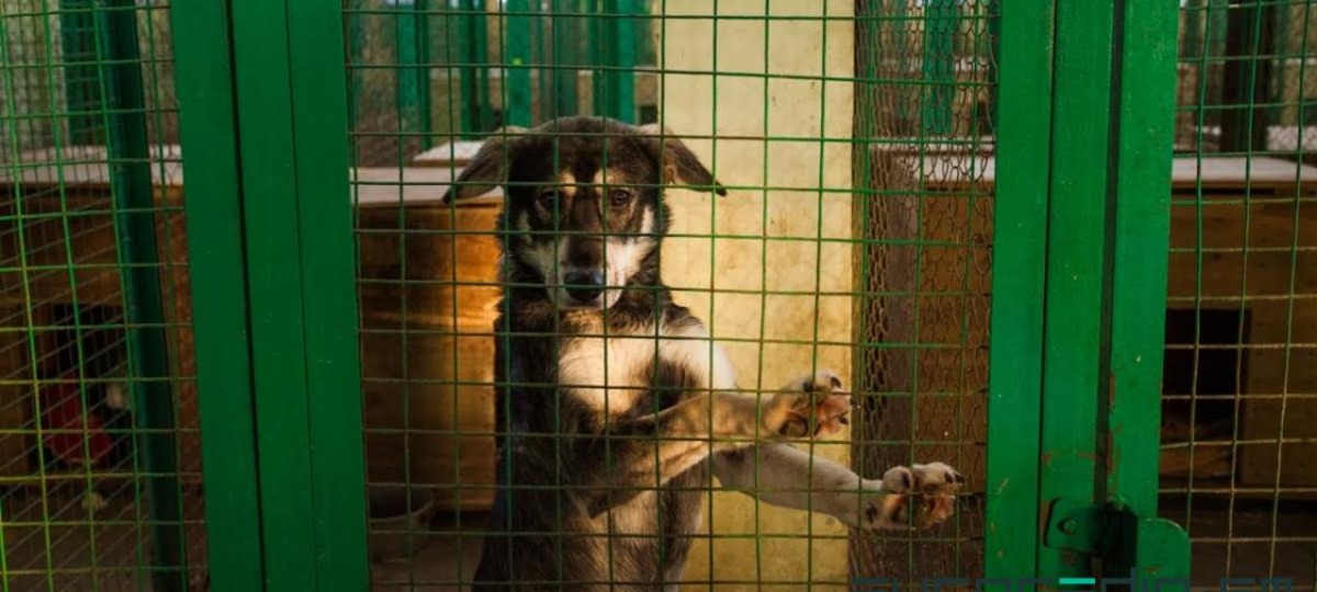 собака в клетке