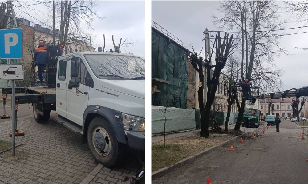 Санитарная обрезка дерева на улице Кирова в Бресте. Март 2024 года. Фото: телеграм-канал «Любимый Брест».