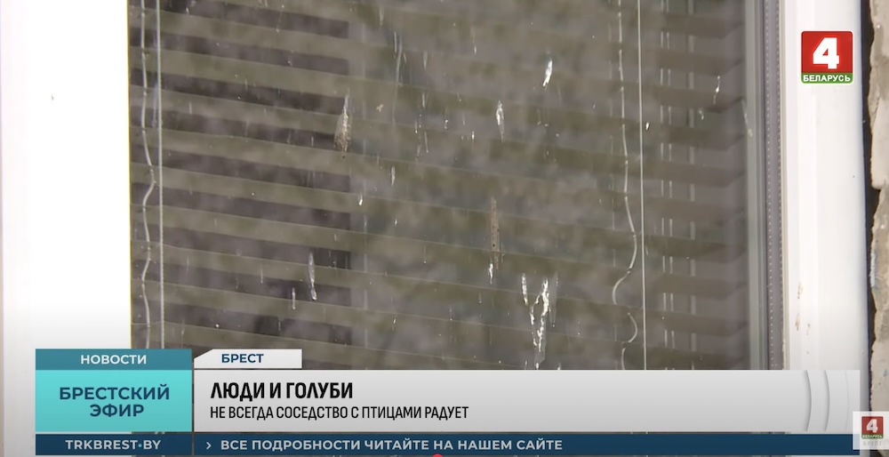 Скриншот с сюжета «ТРК Брест».