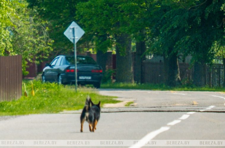 Собака бежит по дороге в Березовском районе