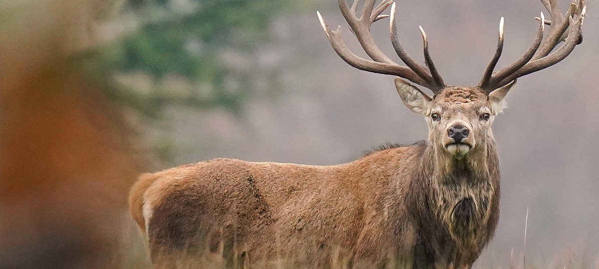 красивый олень с рогами смотрит в камеру