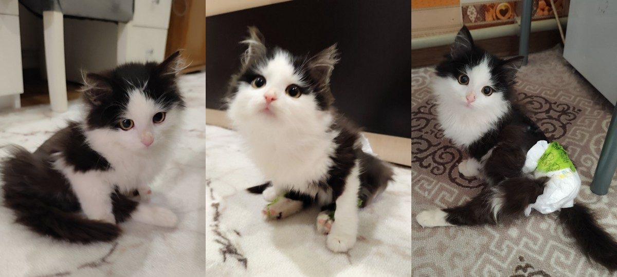 кацяня пасля медыцынскай дапамогі