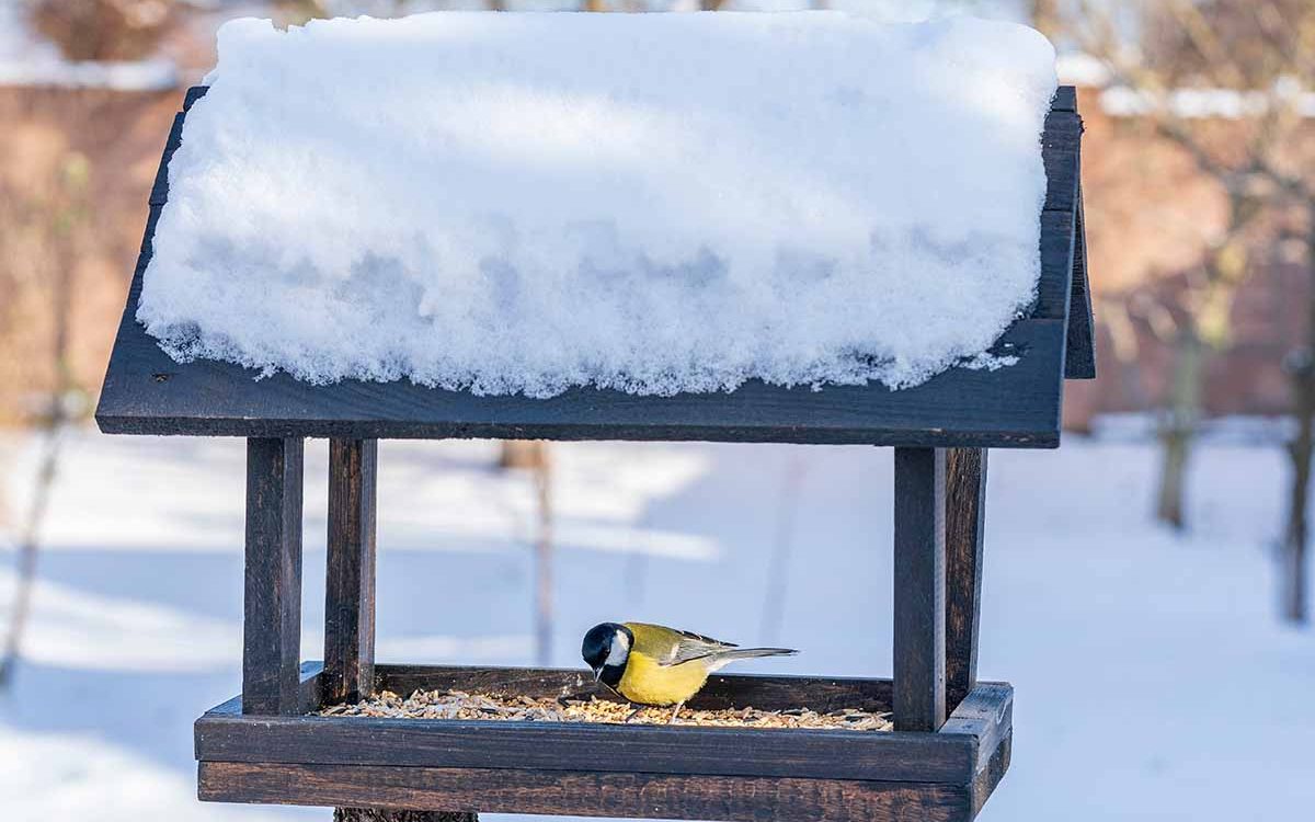 Синичка в деревянной кормушке для птиц