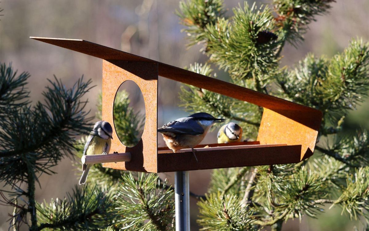 драўляная кармушка у якой сядзяць сініцы