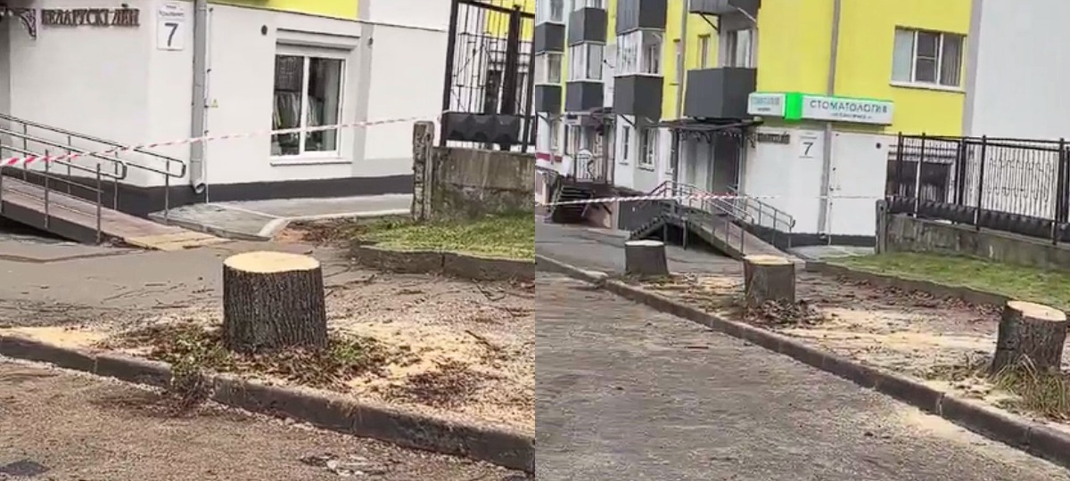 пни на месте вырубленых деревьев