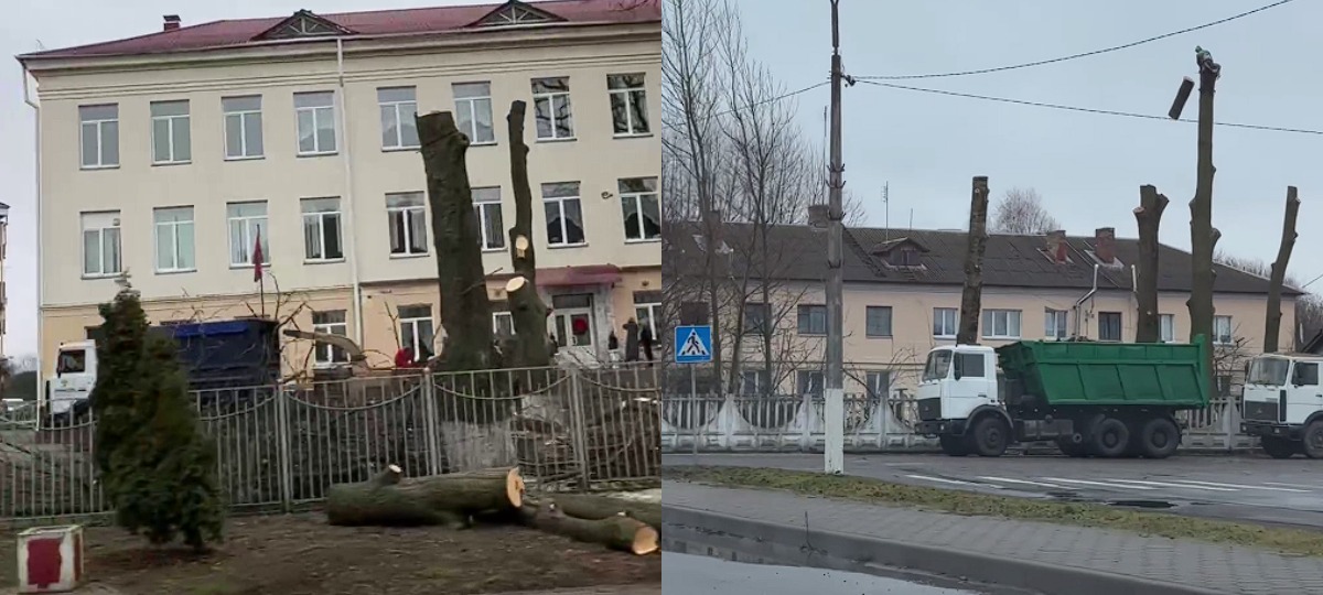 в городе спиливают деревья