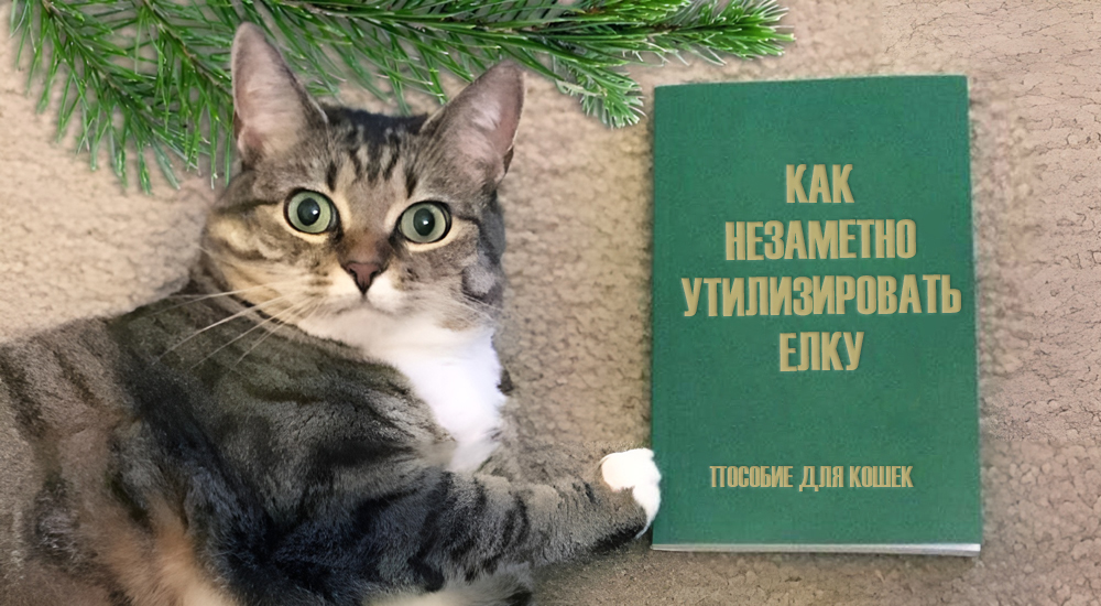 Кот с пособием по утилизации елки.
