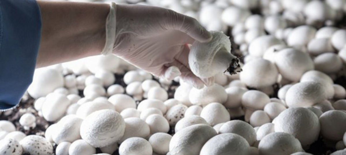 шампиньоны, Брест