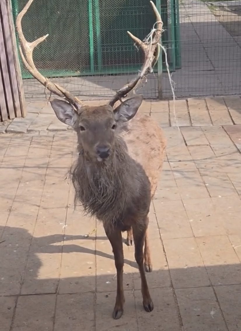 Пятнистый олень в зооуголке в Брестском парке культуры и отдыха. 