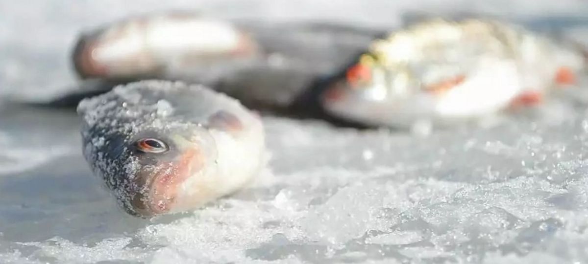 замор, рыба, Жабинка