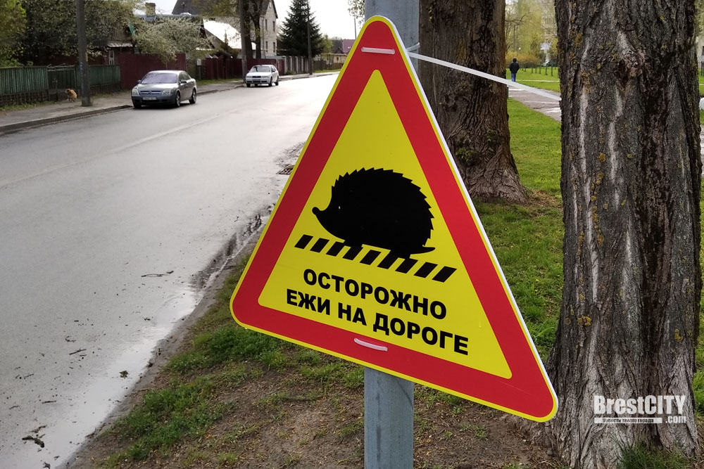 Предупреждающий знак о ежах в Бресте. Фото сделано в 2021 году