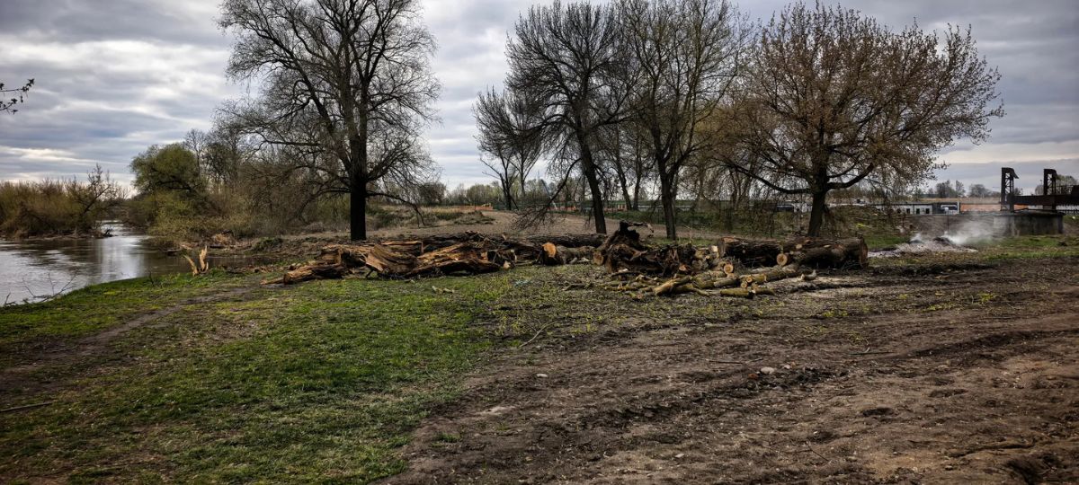 Вырубленные деревья в Брестской крепости