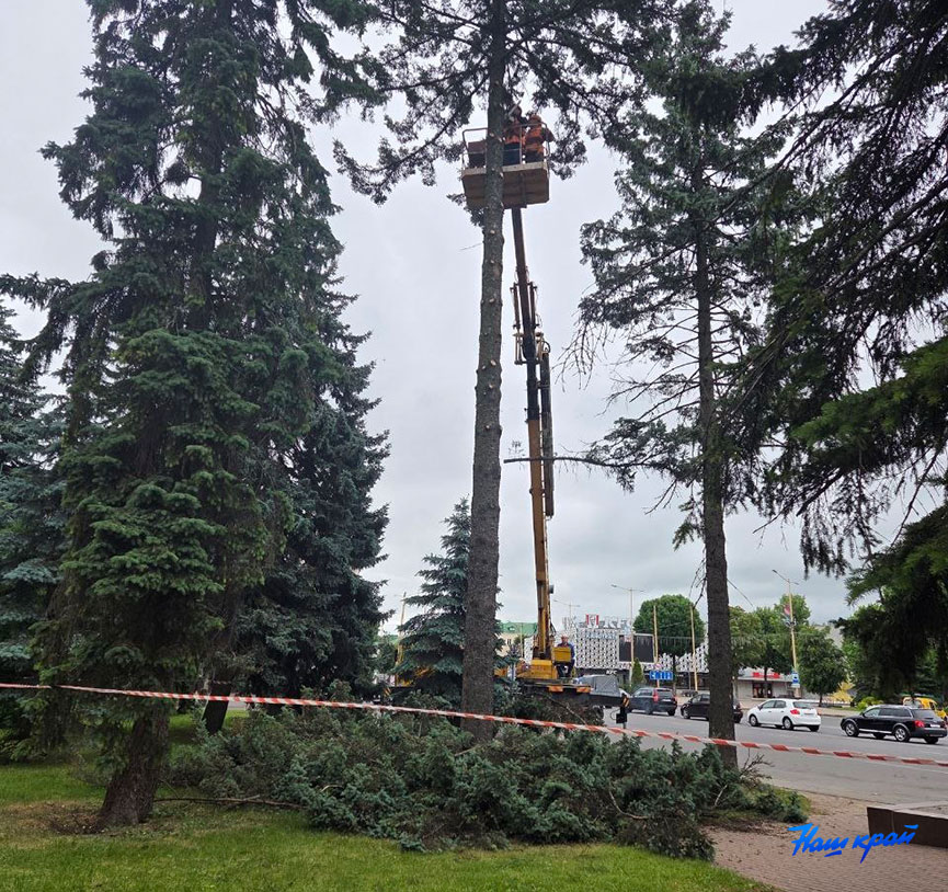 Удаление елей на площади Ленина в Барановичах